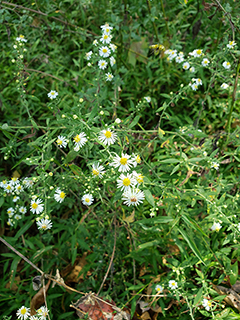 Symphyotrichum pilosum (Hairy white oldfield aster)