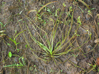 Isoetes engelmannii (Engelmann's quillwort)