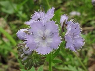 Phacelia purshii (Miami mist)