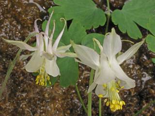 Aquilegia micrantha (Mancos columbine)