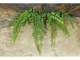 Asplenium bradleyi (Bradley's spleenwort)