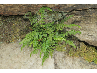 Asplenium gravesii (Graves spleenwort)