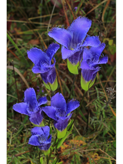 Gentianopsis crinita (Greater fringed gentian)