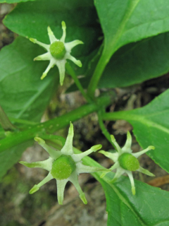 Ilex collina (Longstalk holly)