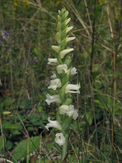 Spiranthes ochroleuca (Yellow nodding ladies'-tresses)