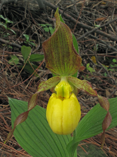 Cypripedium parviflorum var. parviflorum (Lesser yellow lady's slipper)