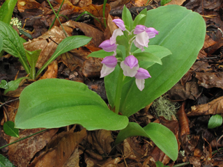 Galearis spectabilis (Showy orchid)