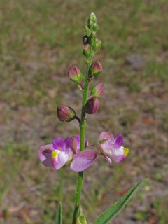 Polygala grandiflora (Showy milkwort)