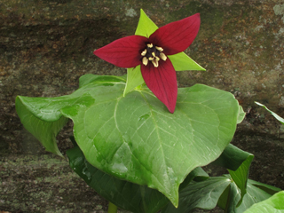 Trillium erectum (Red trillium)