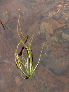 Isoetes georgiana (Georgia quillwort)