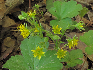 Waldsteinia lobata (Piedmont barren strawberry)