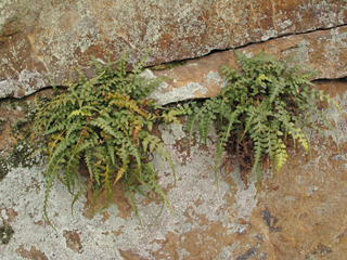 Asplenium trudellii (Trudell's spleenwort)