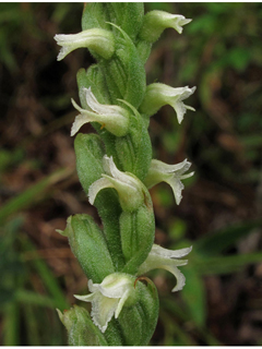 Spiranthes ovalis var. erostellata (October ladies'-tresses)