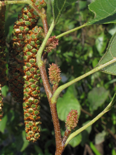 Alnus maritima (Seaside alder)