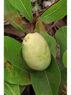 Licania michauxii (Gopher-apple)