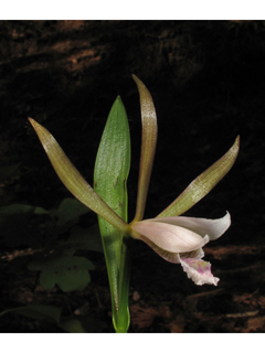 Cleistes bifaria (Small spreading pogonia)