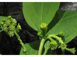 Pyrularia pubera (Buffalo nut)