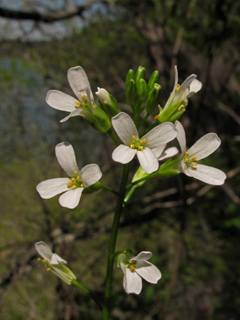 Arabis georgiana (Georgia rockcress)