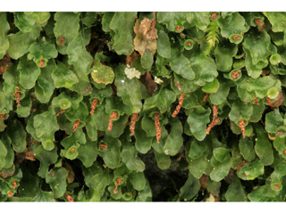 Trichomanes petersii (Dwarf bristle fern)