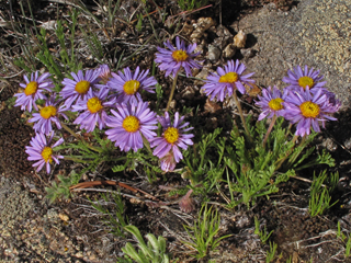 Erigeron pinnatisectus (Featherleaf fleabane)