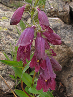 Penstemon whippleanus (Whipple's penstemon)