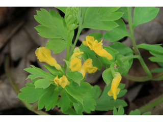 Corydalis flavula (Yellow fumewort)