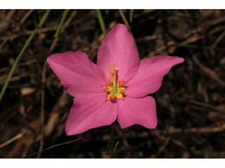 Sabatia grandiflora (Largeflower rose gentian)