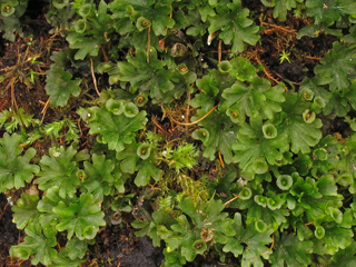 Trichomanes minutum (Tiny bristle fern)