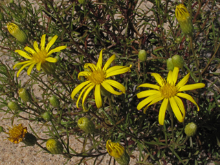 Pityopsis pinifolia (Taylor county goldaster)