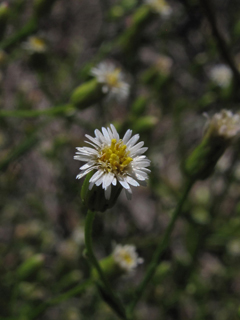 Conyza canadensis var. pusilla (Canadian horseweed)