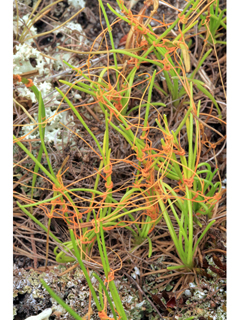 Cuscuta harperi (Harper's dodder)