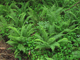 Diplazium pycnocarpon (Glade fern)