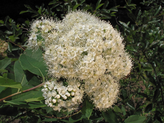 Spiraea virginiana (Virginia meadowsweet)