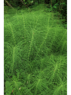 Equisetum telmateia var. braunii (Giant horsetail)