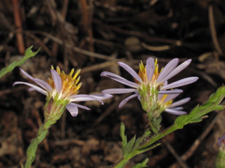 Symphyotrichum undulatum (Wavyleaf aster)