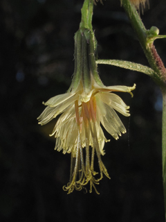 Prenanthes serpentaria (Cankerweed)