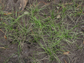 Isoetes flaccida (Southern quillwort)