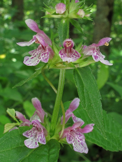 Stachys cordata (Heartleaf hedgenettle)