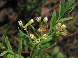 Comandra umbellata ssp. umbellata (Bastard toadflax)