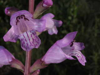 Physostegia purpurea (Eastern false dragonhead)