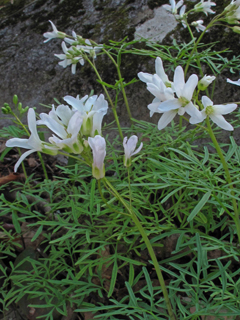 Cardamine dissecta (Forkleaf toothwort)