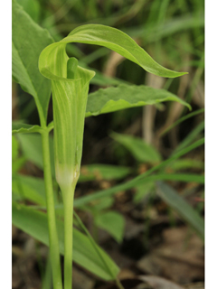 Arisaema triphyllum ssp. pusillum (Jack in the pulpit)