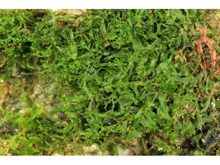 Hymenophyllum tayloriae (Taylor's filmy fern)