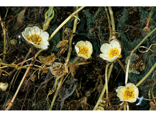 Ranunculus aquatilis (White water crowfoot)