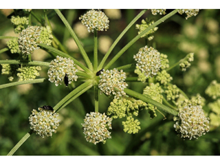 Angelica kingii (King's angelica)