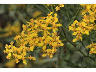 Chrysoma pauciflosculosa (Woody goldenrod)