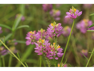 Polygala curtissii (Curtiss' milkwort)