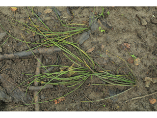 Isoetes boomii (Boom's quillwort)