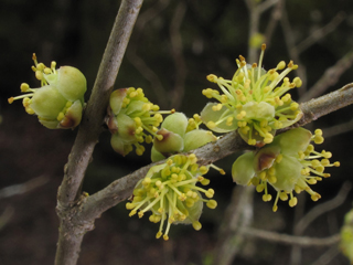 Forestiera godfreyi (Godfrey's swampprivet)