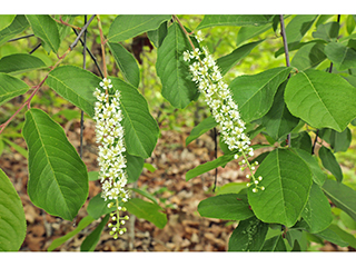 Prunus alabamensis (Alabama black cherry)